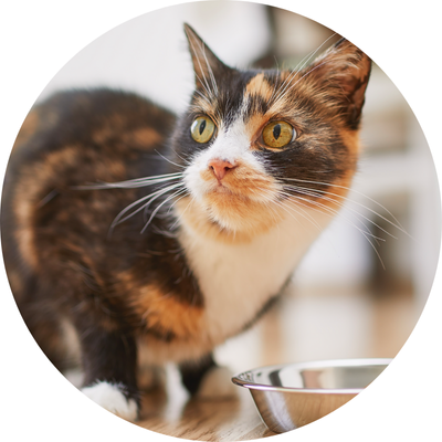 image teaser multiple